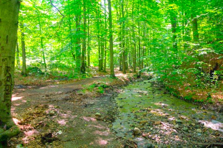 prasuma_vinatovaca_1