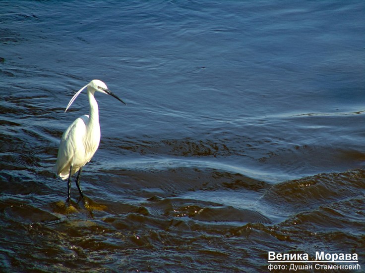 Велика Морава Velika Morava